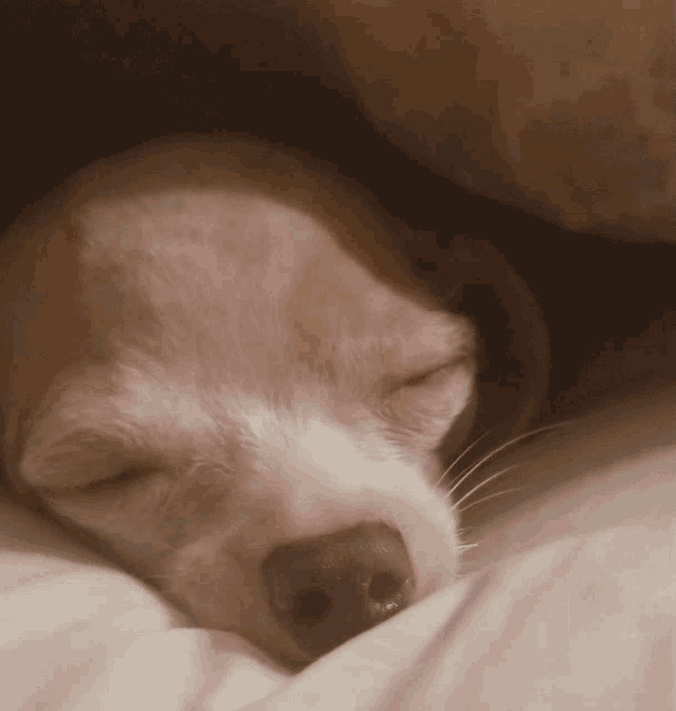Chihuahua Puppy GIF - Chihuahua Puppy Dog GIFs
