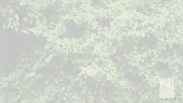 a bush with pink flowers and green leaves with the number 48 on the bottom