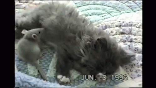 Mouse Gets Comfy. GIF - Mouse Kitten Cat GIFs