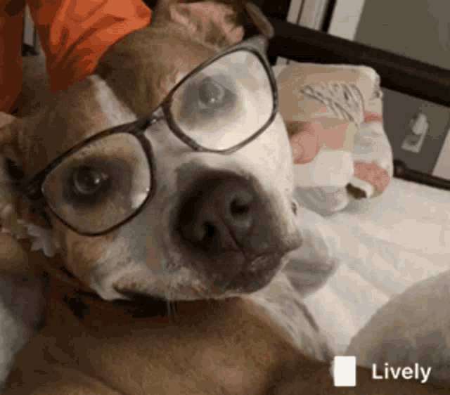a dog wearing glasses is laying on a bed and the word lively is on the bottom right