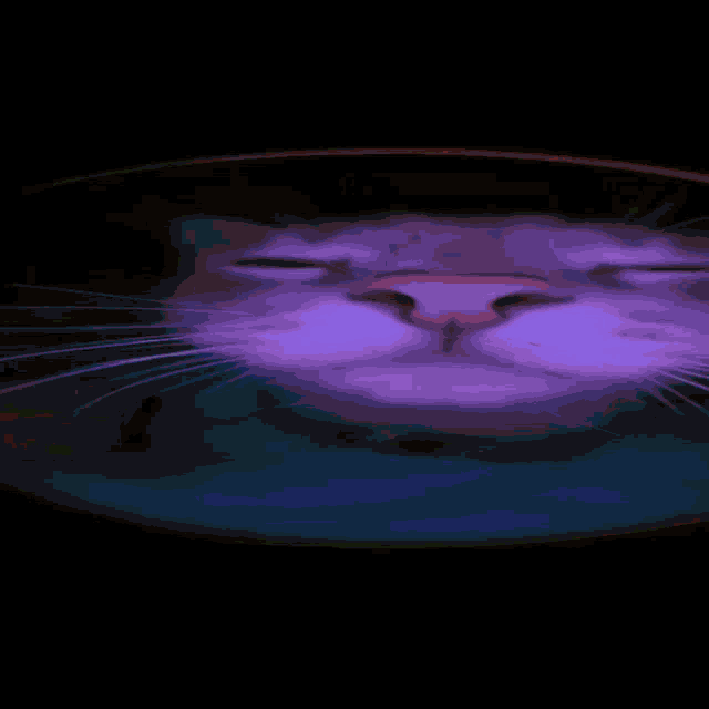 a close up of a cat 's face with a black background