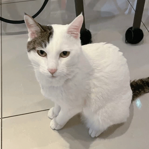 Balenciagaval Cat GIF - Balenciagaval Cat Lazer GIFs