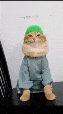 a cat wearing a green hat and blue shirt is sitting on a chair .