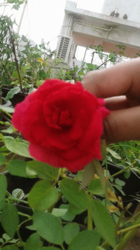 Flower Image Red Rose Gold Watch The Game And I Dont GIF - Flower Image Red Rose Gold Watch The Game And I Dont GIFs