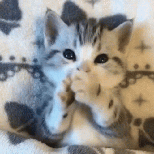 Mykitty Shesababy3month Old GIF - Mykitty Shesababy3month Old So Cute GIFs