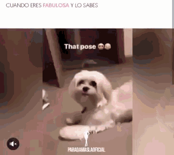 a dog is laying on the floor with a plate in its mouth and a caption that says `` that pose '' .