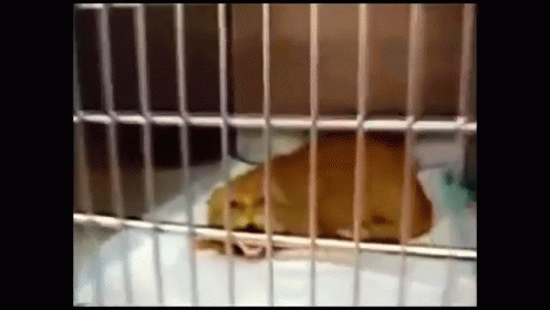 Omgomgomg This Is Hilarious  GIF - Cat Angry GIFs