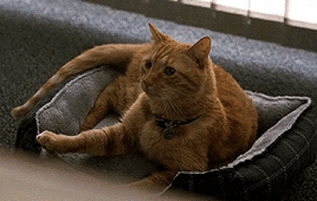 Cat Goose GIF - Cat Goose What Do You Want GIFs