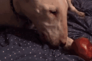 a close up of a dog playing with a ball on a bed .