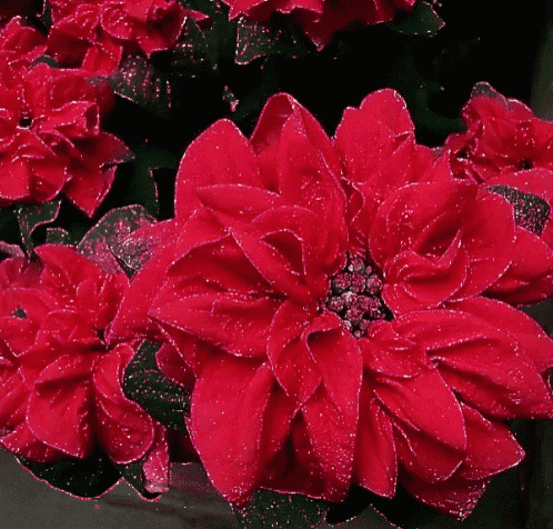 a bunch of red flowers with green leaves on a black background