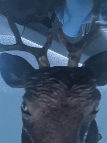 a close up of a deer 's head with a blue shirt in the background