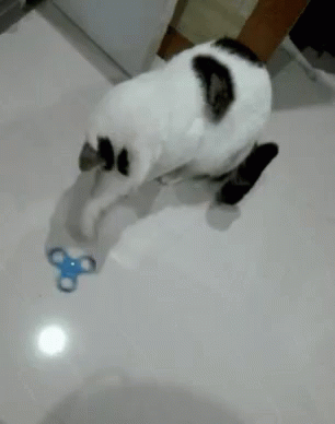 Cat Fidgetspinner GIF - Cat Fidgetspinner Fidget GIFs