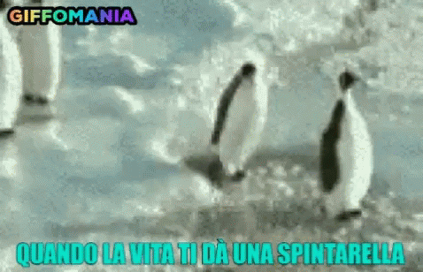 Pinguino Pinguini GIF - Pinguino Pinguini Vita GIFs