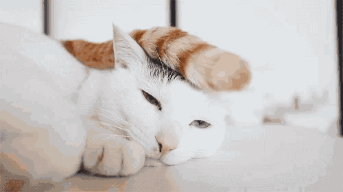 a white and orange cat laying down with its head on its paws