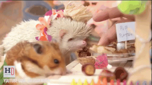 Hamster And Albino Hedgehog Luau GIF - Hamster Feast GIFs