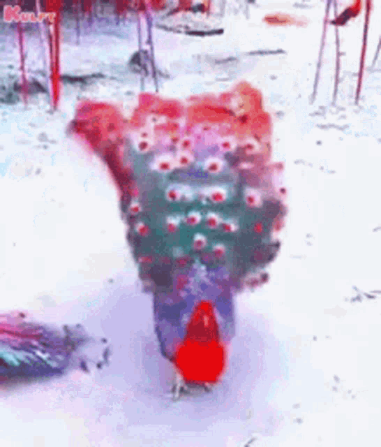 a colorful peacock is walking in the snow .