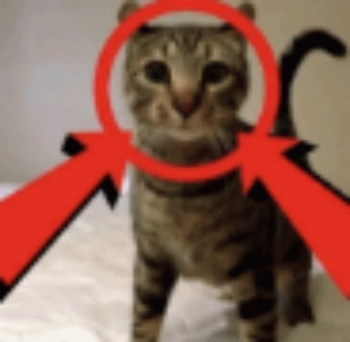 Cat Funny GIF - Cat Funny Kitty GIFs