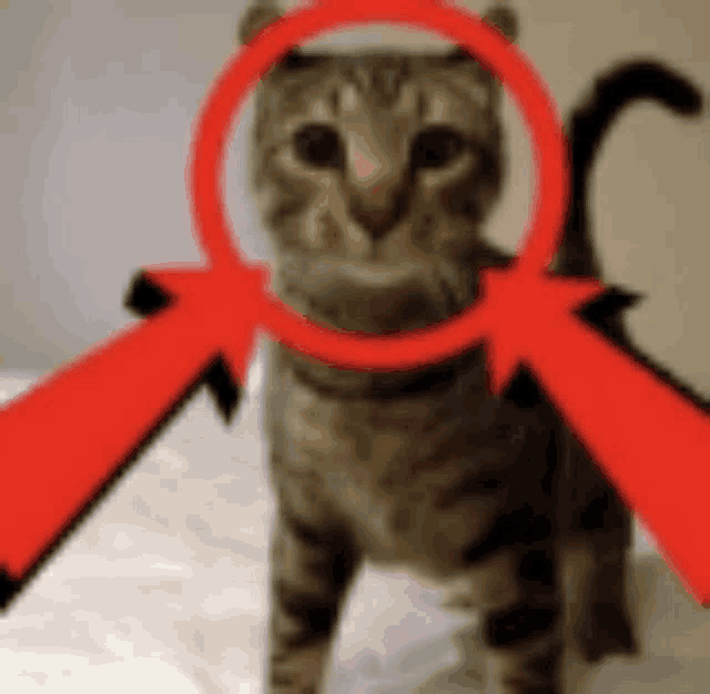 a cat is shown through a magnifying glass with two red arrows pointing at it