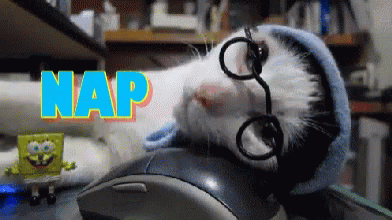 Cat Nap GIF - Cat Nap Nap Cat GIFs