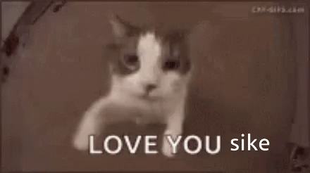 Sike Cat GIF - Sike Cat Love You GIFs