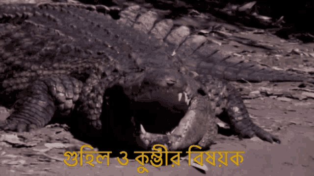 a crocodile is laying on the ground with its mouth open in front of a sign that says ' crocodile '