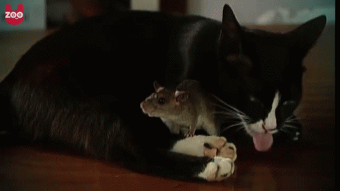 Friends? GIF - Cat Mouse Cats GIFs