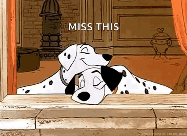 a couple of dalmatian dogs are looking out of a window and saying `` miss this '' .