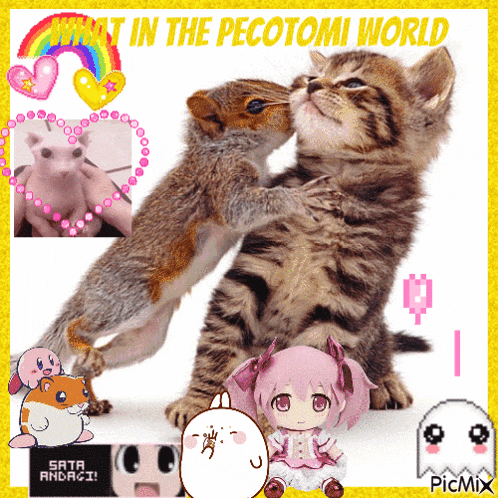 a picture of two kittens kissing a squirrel with the words " what in the pecotomi world " on the top