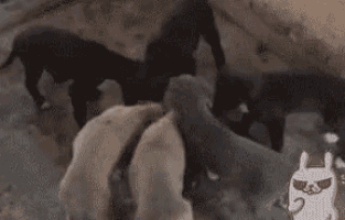 Eating Dogs GIF - Eating Dogs Funny GIFs