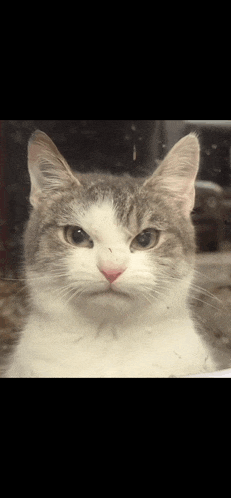 a gray and white cat is looking at the camera with a serious look on its face