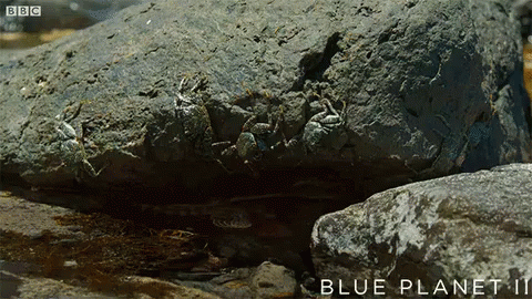 Surprise GIF - Blue Planet Ii Surprise Attack GIFs