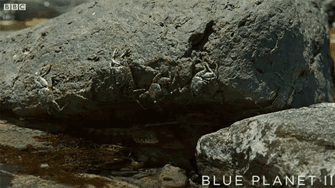 a crab is crawling on a rock with the words blue planet ii below it