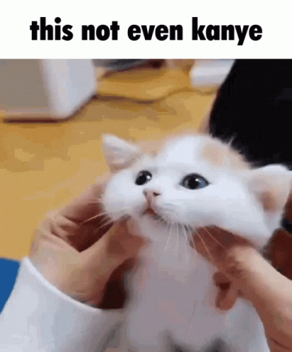 This Not Even Kanye Cat GIF - This Not Even Kanye Cat Kitty GIFs