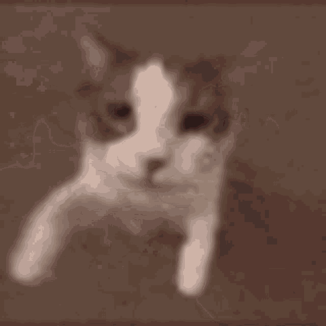 a close up of a cat 's face with a blurry background and a red nose .