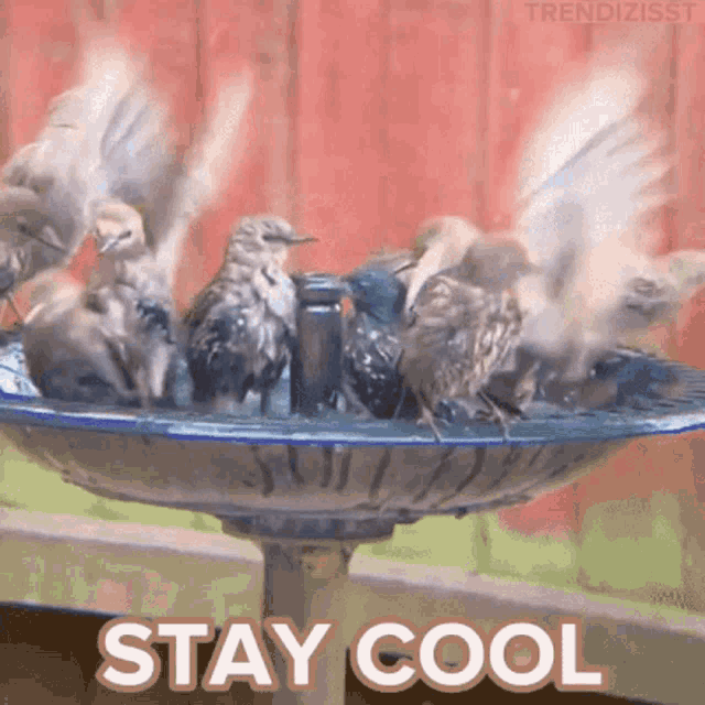 Stay Cool Splish Splash GIF - Stay Cool Splish Splash Birds GIFs