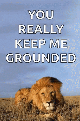 You Really Keep Me Grounded Lion GIF - You Really Keep Me Grounded Lion Majestic GIFs