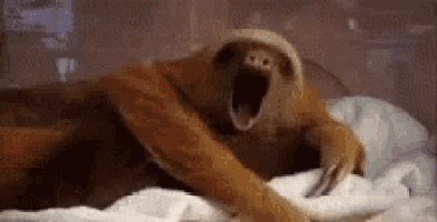 a close up of a sloth yawning on a bed .