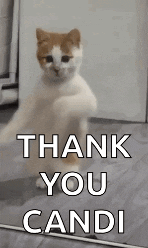 a cat is dancing in front of a mirror and saying `` thank you candi '' .