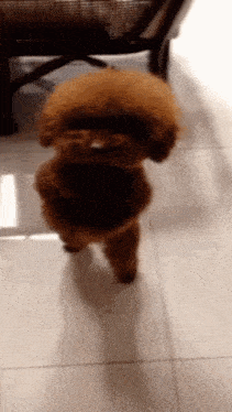 a small brown poodle is standing on its hind legs on a tiled floor in front of a chair .