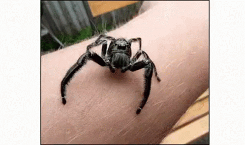 When You Get Tiked Off Spider GIF - When You Get Tiked Off Spider GIFs