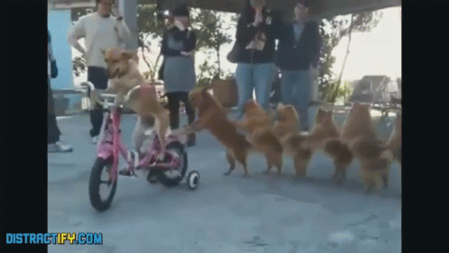 Doggie Tricks GIF - Dog Bike Tricks GIFs