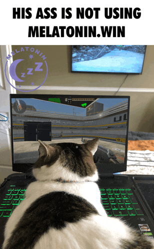 a cat is playing a video game on a laptop with the caption " his ass is not using melatonin win "