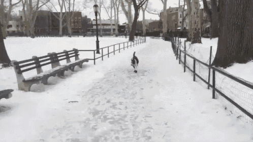Cold Harsh Karma GIF - Dog Slide Ice GIFs