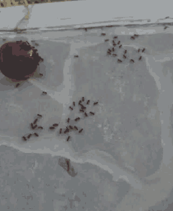 Ants GIF - Ants GIFs