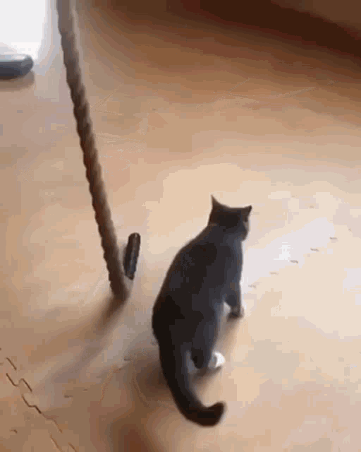 Strong Kitty Rope GIF - Strong Kitty Rope Cat Climbing GIFs