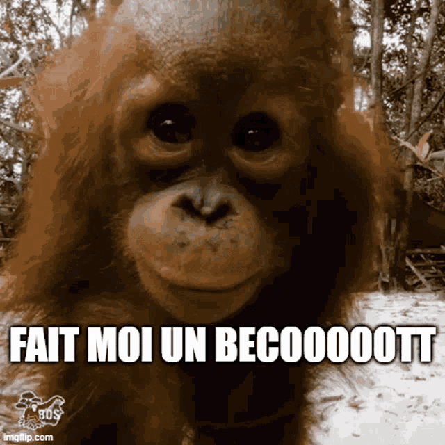 a picture of an orangutan with the words fait moi un becoooott on the bottom