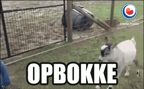 Opbokke Goat GIF - Opbokke Goat Fryslan GIFs