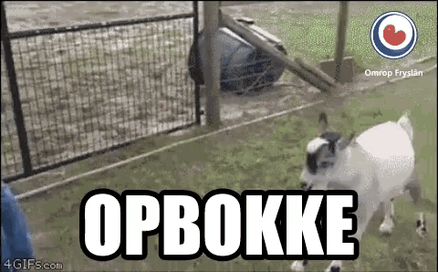 a goat in a fenced in area with the word opbokke written above it