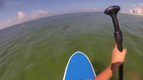 6 Foot Hammerhead Just Cruising Through Destin, Fl GIF - Hammerhead Sharks Ocean GIFs