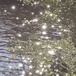 a close up of a lake with trees in the foreground and leaves reflected in the water .